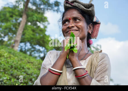 Frau arbeitet in Teeplantagen in Srimangal, Bangladesch Stockfoto