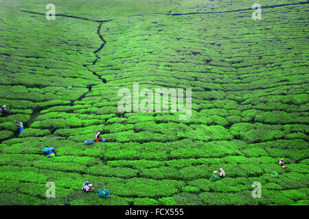 Arbeiten Sie in den Tee Plantagen in Ella, Sri Lanka Stockfoto