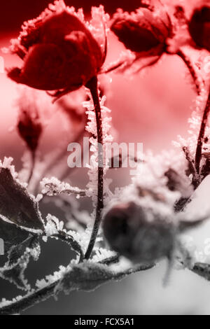 Rote rose mit Frost bedeckt Stockfoto