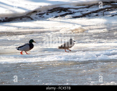 Enten zu Fuß auf zugefrorenen Fluss Stockfoto