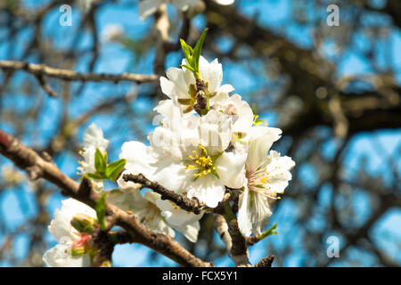 Mandelbäume in voller Blüte inmitten mediterranen winter Stockfoto