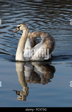 Unreife Höckerschwäne Cygnets, liebevolle und aggressive Stockfoto