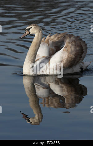 Unreife Höckerschwäne Cygnets, liebevolle und aggressive Stockfoto