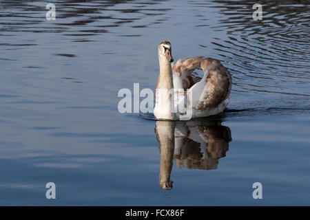 Unreife Höckerschwäne Cygnets, liebevolle und aggressive Stockfoto