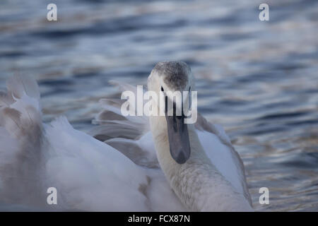 Unreife Höckerschwäne Cygnets, liebevolle und aggressive Stockfoto