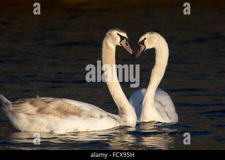 Unreife Höckerschwäne Cygnets, liebevolle und aggressive Stockfoto