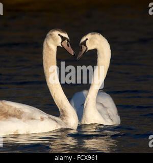 Unreife Höckerschwäne Cygnets, liebevolle und aggressive Stockfoto