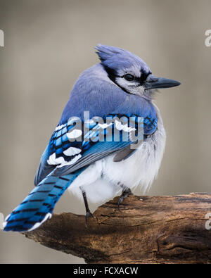 Ein Blue Jay thront an einem kalten Wintertag. Stockfoto