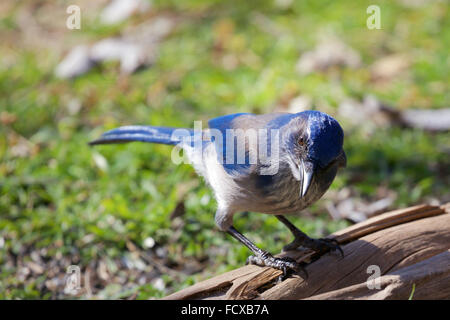 Westlichen Peeling Jay Stockfoto