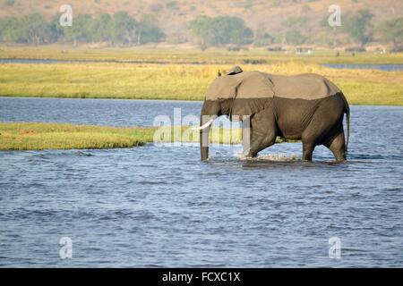 Elefanten im Chobe Fluss, Botswana, Afrika Stockfoto