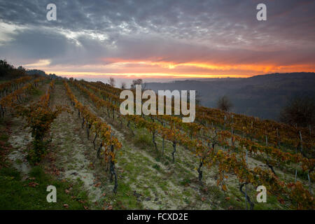 Malvasia Weinberg in der Nähe Stadt Oprtalj im Sonnenuntergang, Istrien, Kroatien Stockfoto