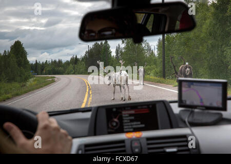 Rentier nördlich des Polarkreises auf der Autobahn in Lappland Provinz, Finnland Stockfoto