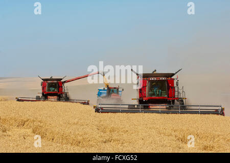 Eine oder mehrere verbindet offloading Korn mit einem Traktor gezogen Getreide Wagen im südöstlichen Washington Stockfoto