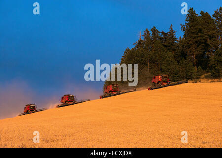 Gehäuse vereint Ernte Weizen in der Palouse Region Eastern Washington Stockfoto