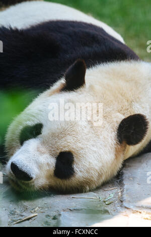 Peking, China - hautnah die niedlichen Panda im Zoo von Peking. Stockfoto