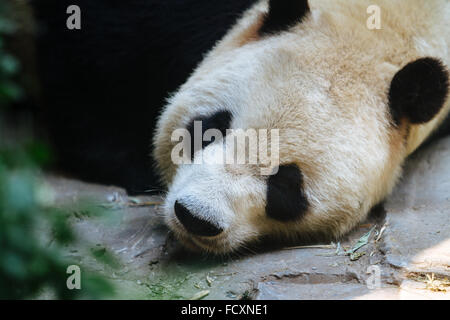 Peking, China - hautnah die niedlichen Panda im Zoo von Peking. Stockfoto