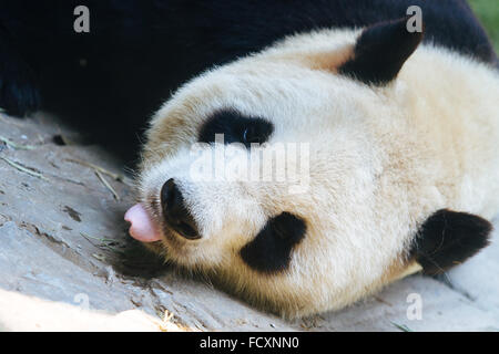 Peking, China - hautnah die niedlichen Panda im Zoo von Peking. Stockfoto