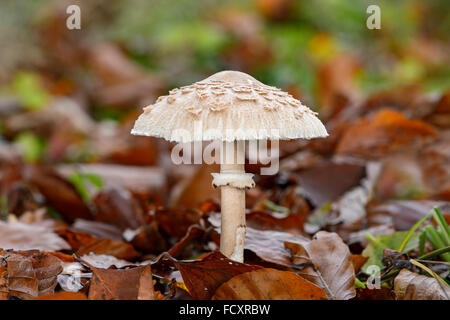Pilz Parasol (Macrolepiota Procera), Speisepilz, Kanton Freiburg, Schweiz Stockfoto