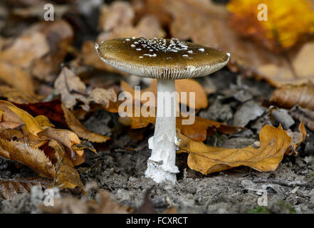 Panther-Kappe (Amanita Pantherina), sehr giftig, Kanton Genf, Schweiz Stockfoto