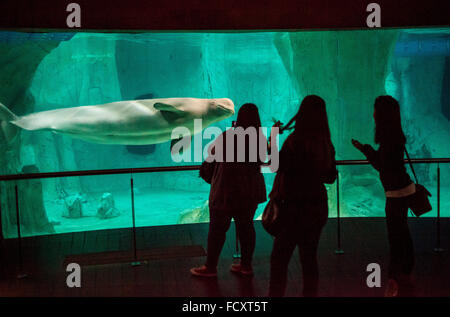 Beluga Wale (Delphinapterus Leucas) in der Arktis Haus im Oceanogràfic von Félix Candela, Stadt der Künste und Wissenschaften von S. Cala Stockfoto