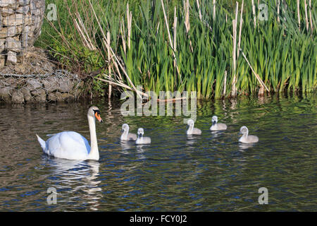 Höckerschwan und Signets Schwimmen im Vereinigten Königreich Stockfoto