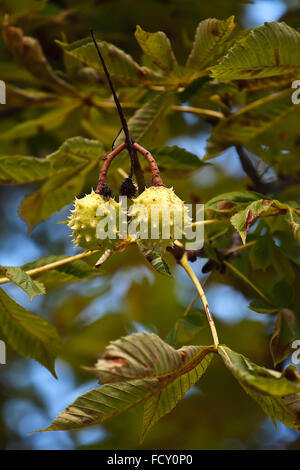 Kastanien Früchte am Baum hängen Stockfoto