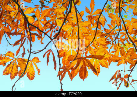 Hängende Zweige des goldenen Herbstes Blätter kontrastiert gegen den blauen Himmel, Rosskastanie und Spitz-Ahorn Stockfoto