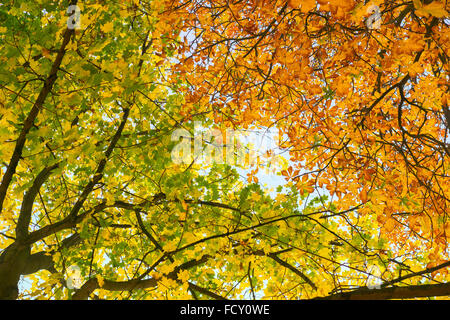 Hängende Zweige des goldenen Herbstes Blätter kontrastiert gegen den blauen Himmel, Rosskastanie und Spitz-Ahorn Stockfoto