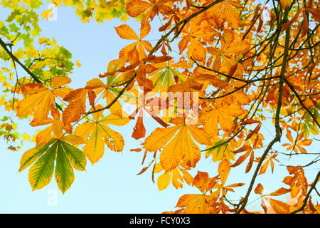 Hängende Zweige des goldenen Herbstes Blätter kontrastiert gegen den blauen Himmel, Rosskastanie und Spitz-Ahorn Stockfoto