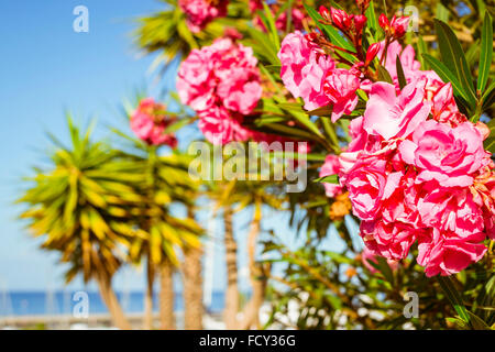 Teneriffa, Spanien - 14. Januar 2013: Leuchtend rosa Blüten auf einem Hintergrund von Palmen am Strand Costa Adeje, Teneriffa, Kanarische Stockfoto