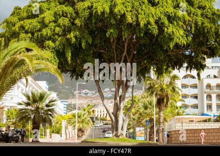 Teneriffa, Spanien - 14. Januar 2013: Großer grüner Baum im Blumenbeet unter Austauschvorgängen mit Karussells, Costa Adeje, Teneriffa Stockfoto