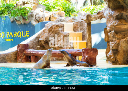 Teneriffa, Spanien - 15. Januar 2013: Shows Seehunde und Seelöwen in den Pool, Loro Parque, Puerto De La Cruz, Santa Cruz de Tenerif Stockfoto