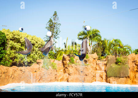 Show mit Delphinen in den Pool, Loro Parque, Teneriffa Stockfoto