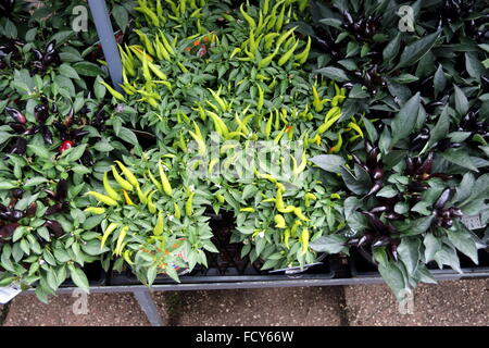 Ornamentalen Chilis zum Verkauf Stockfoto