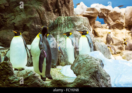 Pinguine auf die künstliche Gletscher im Loro Park (Loro Parque), Teneriffa Stockfoto