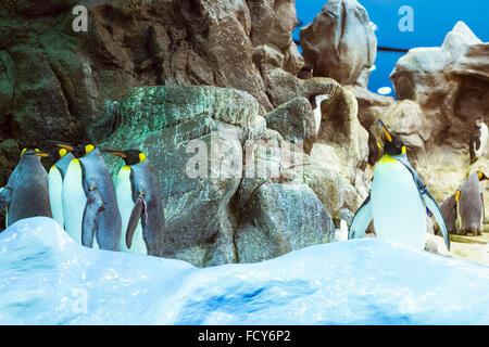 Pinguine auf die künstliche Gletscher im Loro Park (Loro Parque), Teneriffa Stockfoto