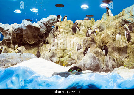 Pinguine auf die künstliche Gletscher im Loro Park (Loro Parque), Teneriffa Stockfoto