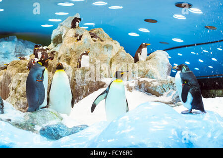 Pinguine auf die künstliche Gletscher im Loro Park (Loro Parque), Teneriffa Stockfoto