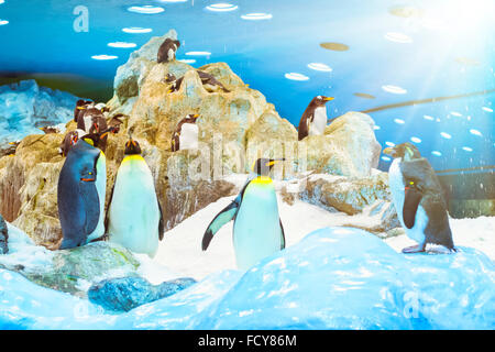 Pinguine auf die künstliche Gletscher im Loro Park (Loro Parque), Teneriffa Stockfoto