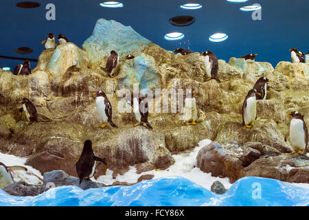 Pinguine auf die künstliche Gletscher im Loro Park (Loro Parque), Teneriffa Stockfoto