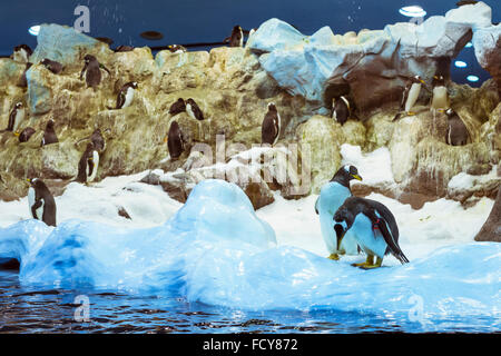 Pinguine auf die künstliche Gletscher im Loro Park (Loro Parque), Teneriffa Stockfoto