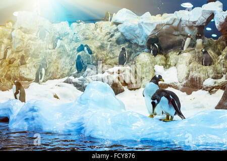 Pinguine auf die künstliche Gletscher im Loro Park (Loro Parque), Teneriffa Stockfoto