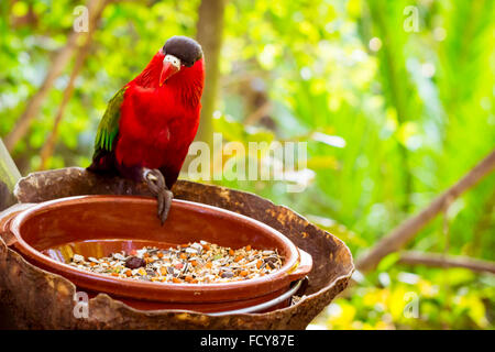 Hellen Papagei füttert aus Schüssel mit Samen im Loro Park (Loro Parque), Teneriffa Stockfoto