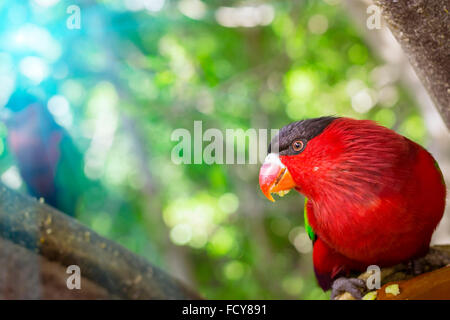 Hellen Papagei füttert aus Schüssel mit Samen im Loro Park (Loro Parque), Teneriffa Stockfoto