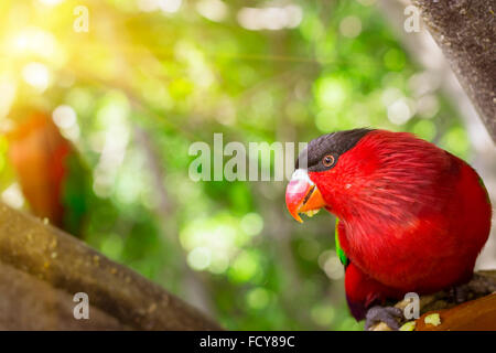 Hellen Papagei füttert aus Schüssel mit Samen im Loro Park (Loro Parque), Teneriffa Stockfoto