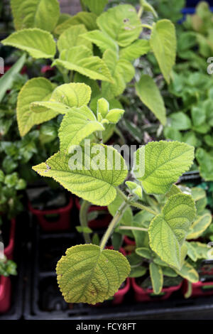 Salvia Dorisiana oder bekannt als fruchtige Salbei Stockfoto