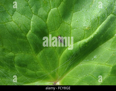 Dorsalen Seitenansicht Spargel-Käfer (Crioceris Asparagi) auf Marsh Marigold (Caltha Palustris) Blatt mit Tau-Perlen Spinnenseide Stockfoto