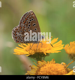 Gemeinsamen blauer Schmetterling (Polyommatus Icarus) mit gefalteten Flügeln auf einem Rainfarn Blume, Cornwall, England, UK. Stockfoto
