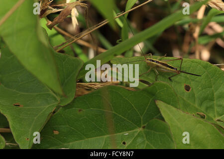 Lange-winged Conehead, (Conocephalus verfärben) cricket, junge Frau, Newlyn, Cornwall, England, UK. Stockfoto