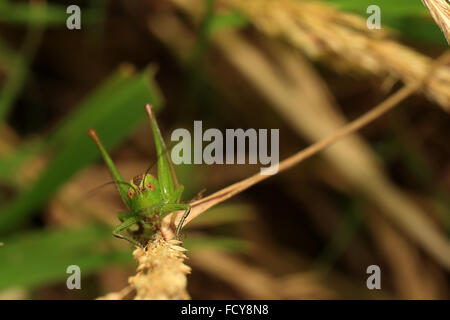 Das Gesicht eines jungen Long-winged Conehead (Conocephalus verfärben) Kricket, Newlyn, Cornwall, England, UK. Stockfoto